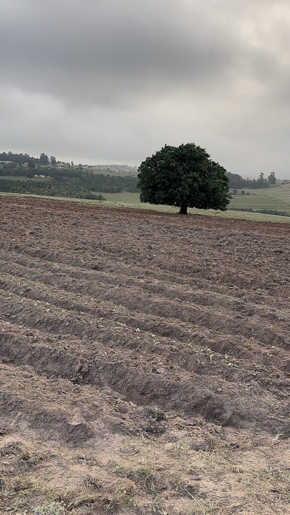 Ridged soil rows leading to a large oak tree on an overcast day in Mount Frere, Eastern Cape